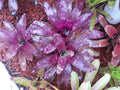 Neoregelia BOB WORK Bromeliad Plant - Medium Tropical Indoor Houseplant - Colorful Exotic Foliage for Home Decor