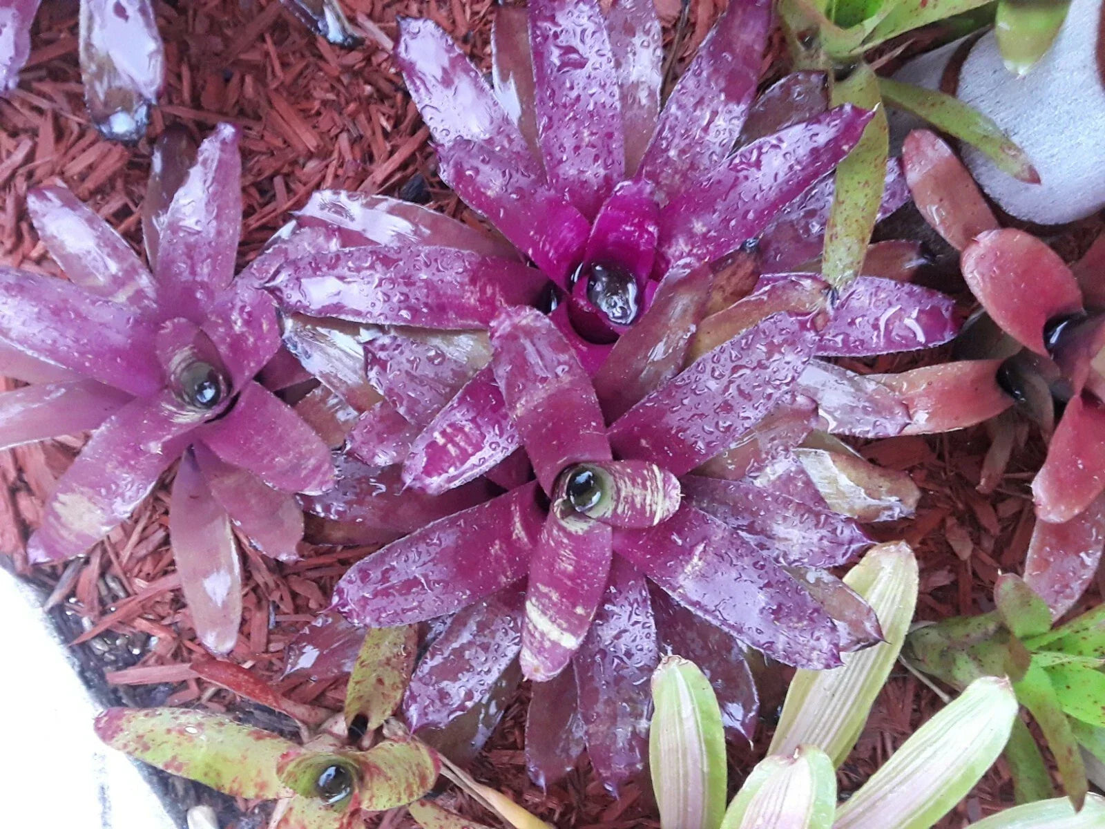 Neoregelia BOB WORK Bromeliad Plant - Medium Tropical Indoor Houseplant - Colorful Exotic Foliage for Home Decor