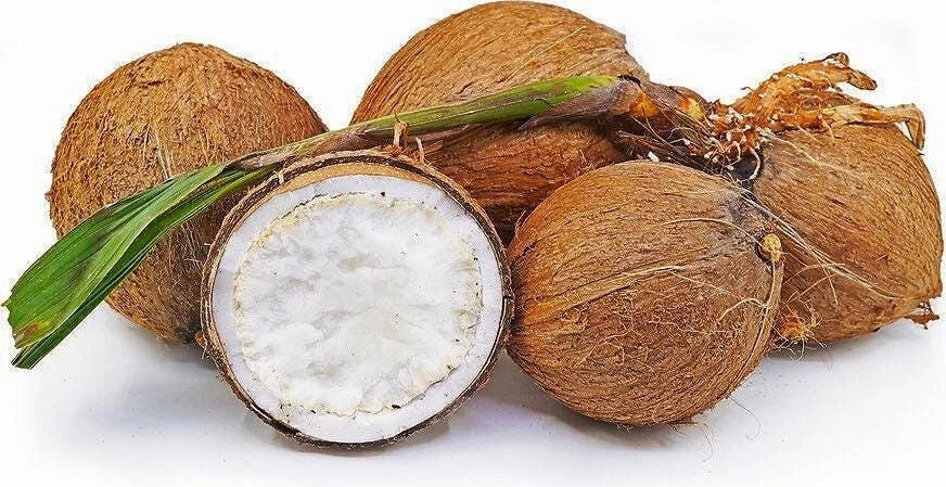 Sprouted Coconut Fruit - Organic Costa Rican Cocos nucifera, Tropical Flavor, Fresh, Certified, Ideal for Landscaping or Indoor Use