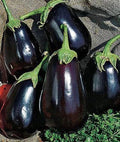 Black Beauty Eggplant Seeds - Non-GMO Heirloom Solanum melongena, 150+ Seeds for Home Garden, Exotic Vegetables