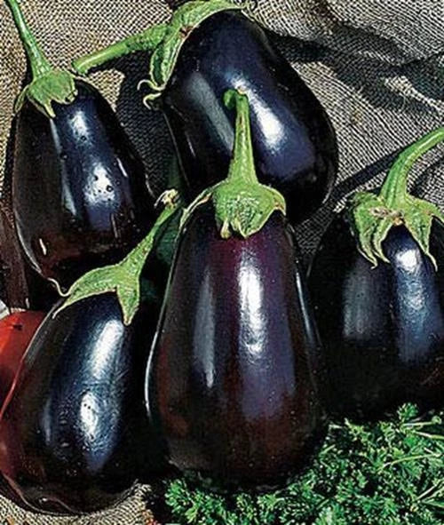 Black Beauty Eggplant Seeds - Non-GMO Heirloom Solanum melongena, 150+ Seeds for Home Garden, Exotic Vegetables