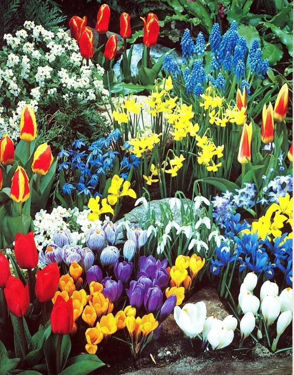 Spring Flower Garden Kit - 50 Fall Bulbs for Planting, Mixed Colors, Perennial, Garden & Landscape, Bulb Collection