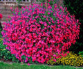 Lobelia Seeds 100 oz - Carmine Beauty Cascade - Vibrant Red Annual Flower Seeds - Lobelia erinus