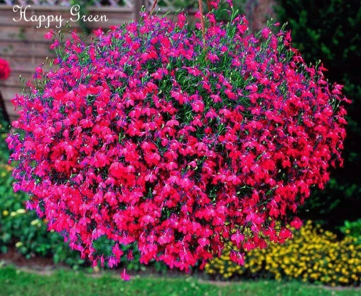 Lobelia Seeds 100 oz - Carmine Beauty Cascade - Vibrant Red Annual Flower Seeds - Lobelia erinus