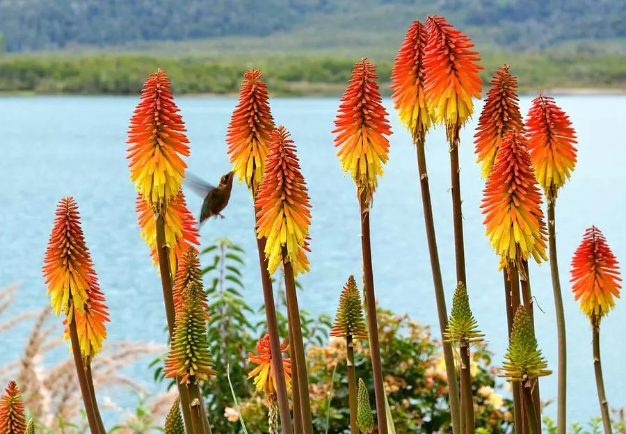 Red Hot Poker Seeds - Tritoma Perennial Flowering Plant - 30 Seeds for Borders & Containers