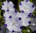 Nemophila Seeds 100 Ct - Five Spot Annual Wildflower - Blue Flowers with White Spots - Nemophila maculata, Easy to Grow