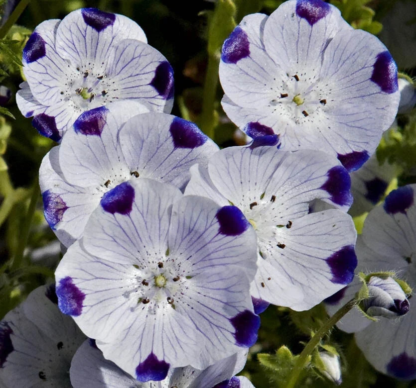 Nemophila Seeds 100 Ct - Five Spot Annual Wildflower - Blue Flowers with White Spots - Nemophila maculata, Easy to Grow