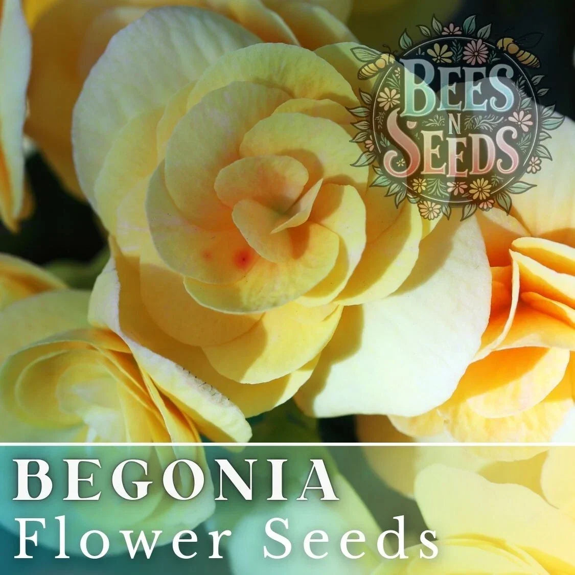 Lemon Glow Begonia Seeds - Non-GMO Flower Seeds for Indoor & Outdoor Gardening - Begonia x tuberhybrida
