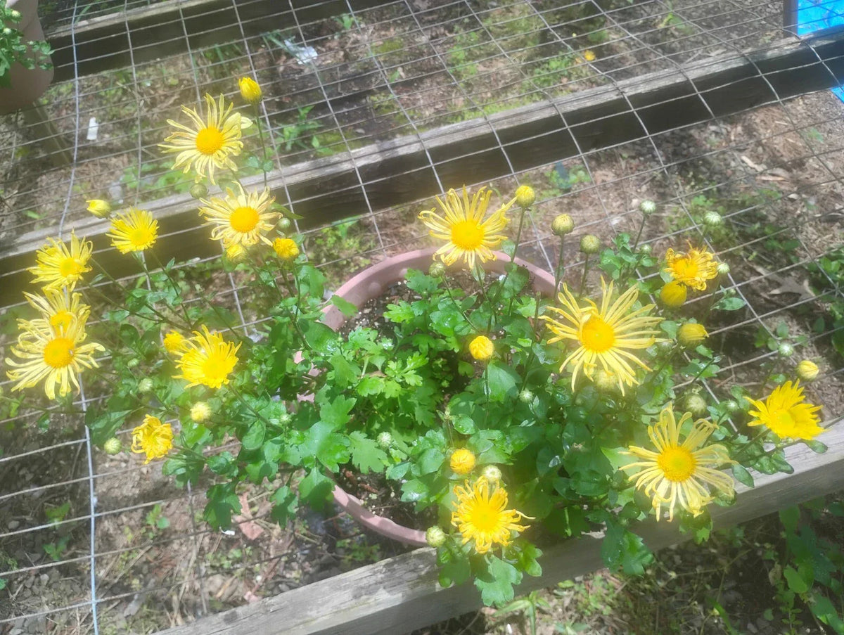 Yellow Quilled Mum Live Plant Set of 3, Chrysanthemum morifolium, Perennial, Bright Yellow Flowers, Garden, Container