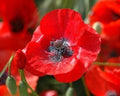 Red Corn Poppy Seeds Pack of 5000 Papaver rhoeas Non-GMO Flower Seeds for Garden, Wildflower, Border Planting