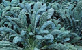 Organic Heirloom Lacinato Kale Seeds - Dinosaur Kale, Tuscan, Non-GMO, Edible Gardening, Brassica oleracea var. sabellica