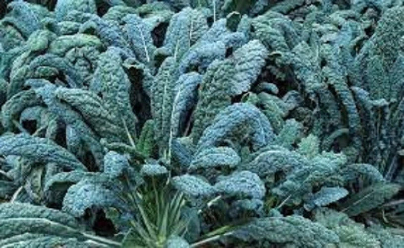 Organic Heirloom Lacinato Kale Seeds - Dinosaur Kale, Tuscan, Non-GMO, Edible Gardening, Brassica oleracea var. sabellica
