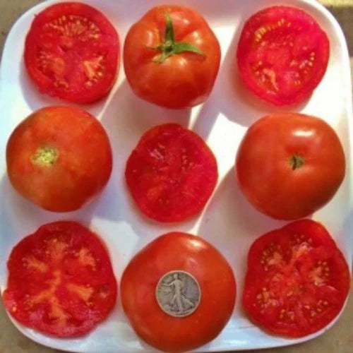 Rutgers So Delicious Heirloom Tomato Seeds - 25 Fresh Solanum lycopersicum Seeds for Home Gardening