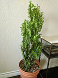 Euphorbia Trigona Cuttings - Green or Red - African Milk Tree Succulent - Indoor Plant Decor - Rooted Cactus Plant