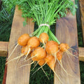 Parisian Carrot Seeds - Heirloom Non-GMO Organic Vegetable Seeds - Daucus carota, Short Roots, Full Sun, Pack of 200