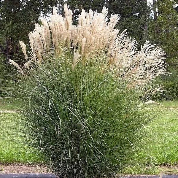 Organic Miscanthus sinensis Seeds - Japanese Silvergrass Perennial Grass, 30 Seeds for Ornamental Borders