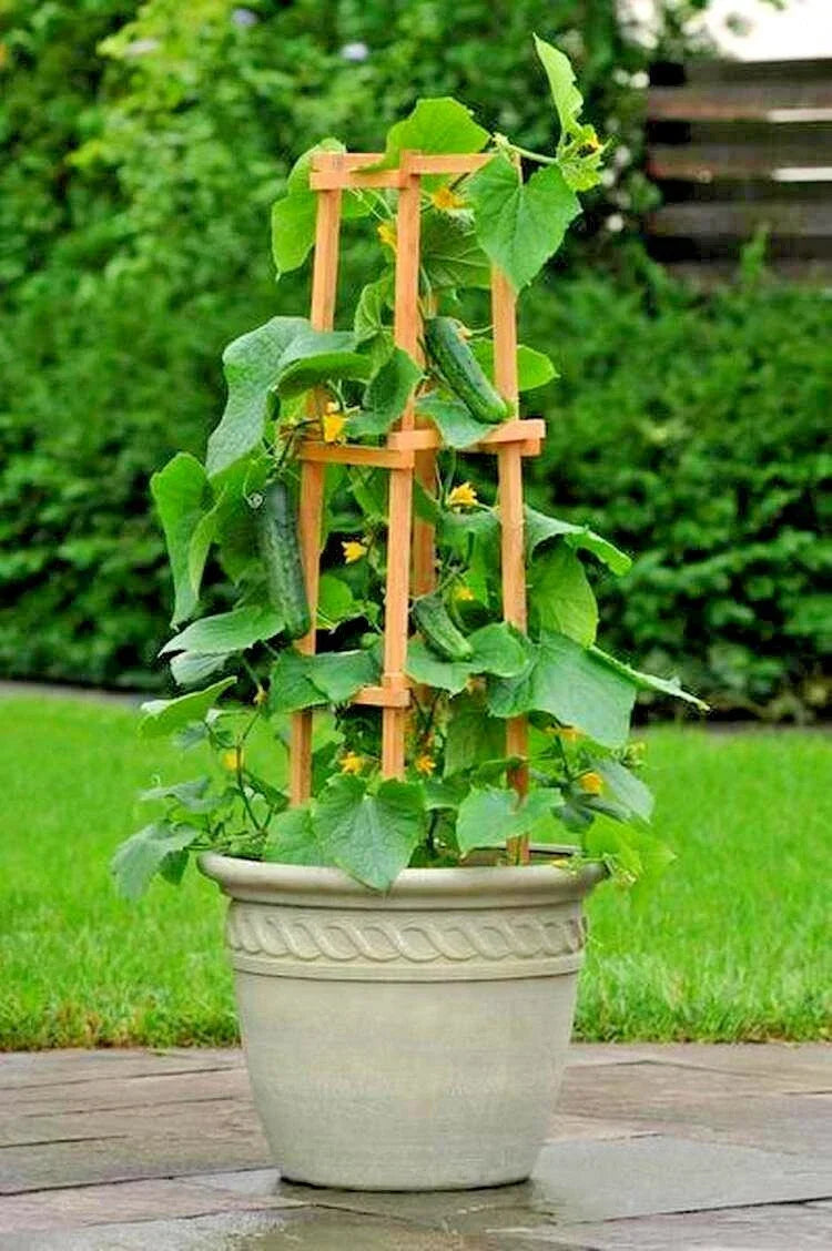 SpaceMaster Bush Cucumber Seeds - 35+ Pack for Containers, Patio, Hanging Baskets - Cucumis sativus