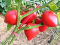 Organic Pink Oxheart Tomato Seeds - Heirloom Solanum lycopersicum, 100 Pack, Non-GMO, Full Sun, Garden & Container Planting