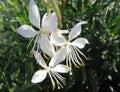 Gaura lindheimeri Seeds - 15 Wildflower Seeds for Garden Planting - Pink Blossoms - Butterfly-Like Flowers