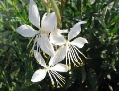 Gaura lindheimeri Seeds - 15 Wildflower Seeds for Garden Planting - Pink Blossoms - Butterfly-Like Flowers