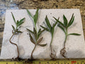 Kalanchoe daigremontiana Bare Root Succulent Plants - Mother of Thousands Alligator Plants Set of Four