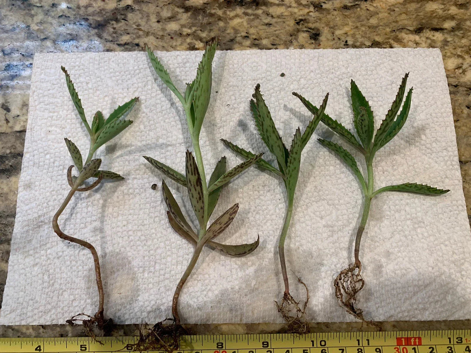 Kalanchoe daigremontiana Bare Root Succulent Plants - Mother of Thousands Alligator Plants Set of Four