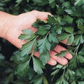 Giant of Italy Parsley Seeds - Organic Heirloom Herb Seeds for Gardening & Culinary Use - Petroselinum crispum