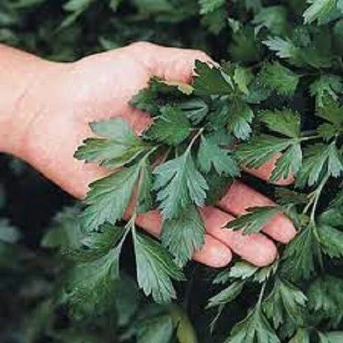 Giant of Italy Parsley Seeds - Organic Heirloom Herb Seeds for Gardening & Culinary Use - Petroselinum crispum