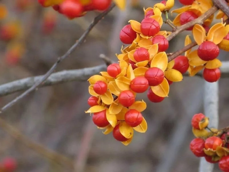American Bittersweet Vine Seeds 20 Pack Celastrus scandens Climbing Plant for Garden & Landscape