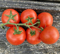 Fresh Serrat Cluster Tomato Seeds – 25 Premium Solanum lycopersicum Seeds for Gardening & Cooking
