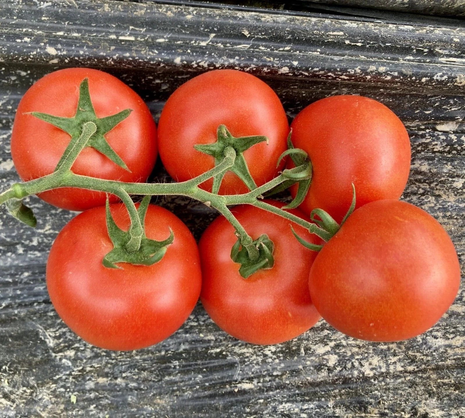 Fresh Serrat Cluster Tomato Seeds – 25 Premium Solanum lycopersicum Seeds for Gardening & Cooking
