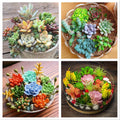 100pcs Rare Succulent Seeds for Planting, DIY Bonsai & Ornamental Plants, Succulent Seed Variety