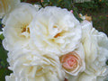 Climbing Rose Plant, Own Root, Double White Blooms, Repeat Blooming, Rosa 'Prom Queen'