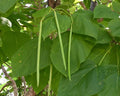 Catalpa Tree Seeds - 50 Pack, Large Heart-Shaped Leaves, White Flowers, Catalpa speciosa