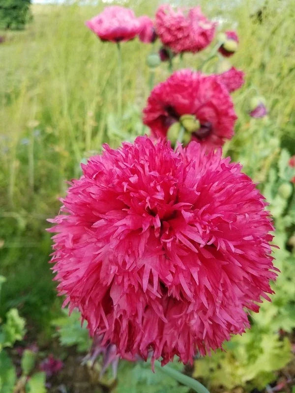 Organic Poppy Seeds - 500 Breadseed Pods - Fine Petal Pink - Papaver paeoniflorum