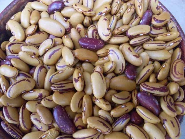 Tiger's Eye Beans Seeds - Heirloom Bush Shell Variety, Golden Color, Phaseolus vulgaris, 10 Seeds