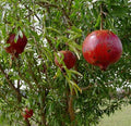 Pomegranate Plant - 'Wonderful' Variety - Live Bush in Nursery Pot - Punica granatum