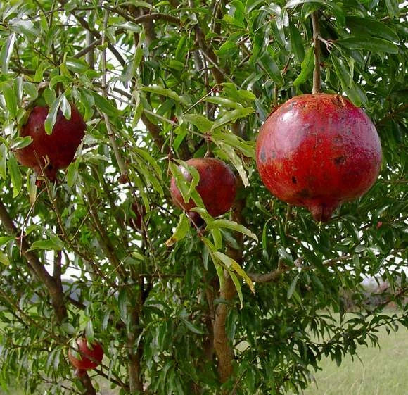 Pomegranate Plant - 'Wonderful' Variety - Live Bush in Nursery Pot - Punica granatum