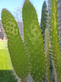 Opuntia Snow White Prickly Pear Cactus Cutting - Rare Unique Succulent Plant
