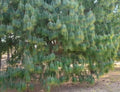 Mexican Weeping Pine Seeds - Pinus patula - Native Evergreen Tree Seeds for Planting - 30 Count