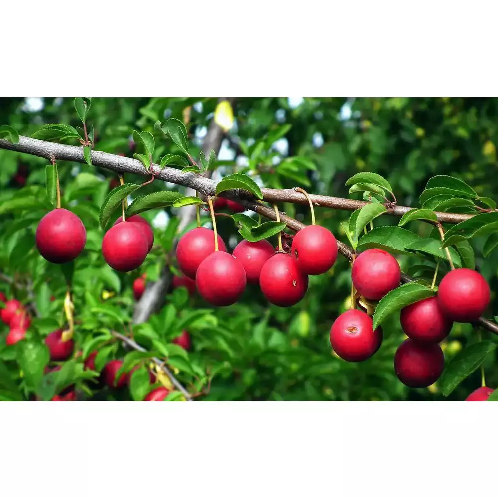 Dwarf Beauty Plum Tree Bare Root - Prunus salicina - Sweet Fruit for Home Gardens