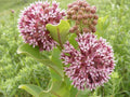 Common Milkweed Seeds - 100 Count - Native Pollinator Planting Seeds - Asclepias syriaca for Butterflies and Bees