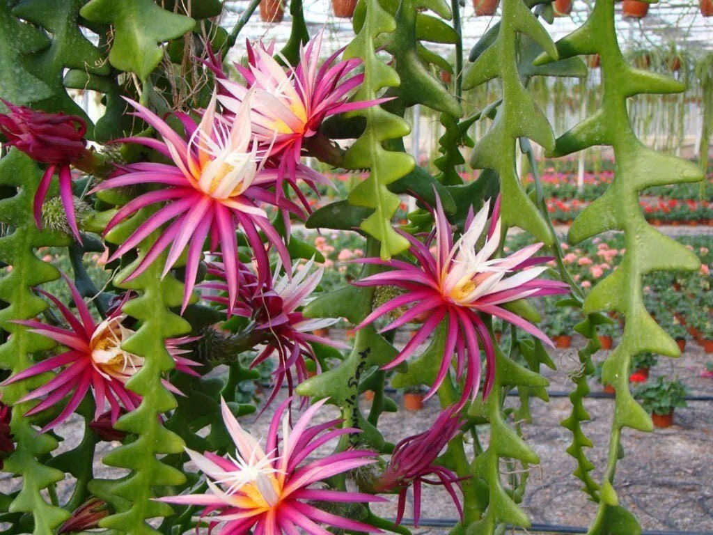 Ric-Rac Cactus Succulent 3" Starter Pot Selenicereus anthonyanus Zigzag Plant for Indoor & Outdoor