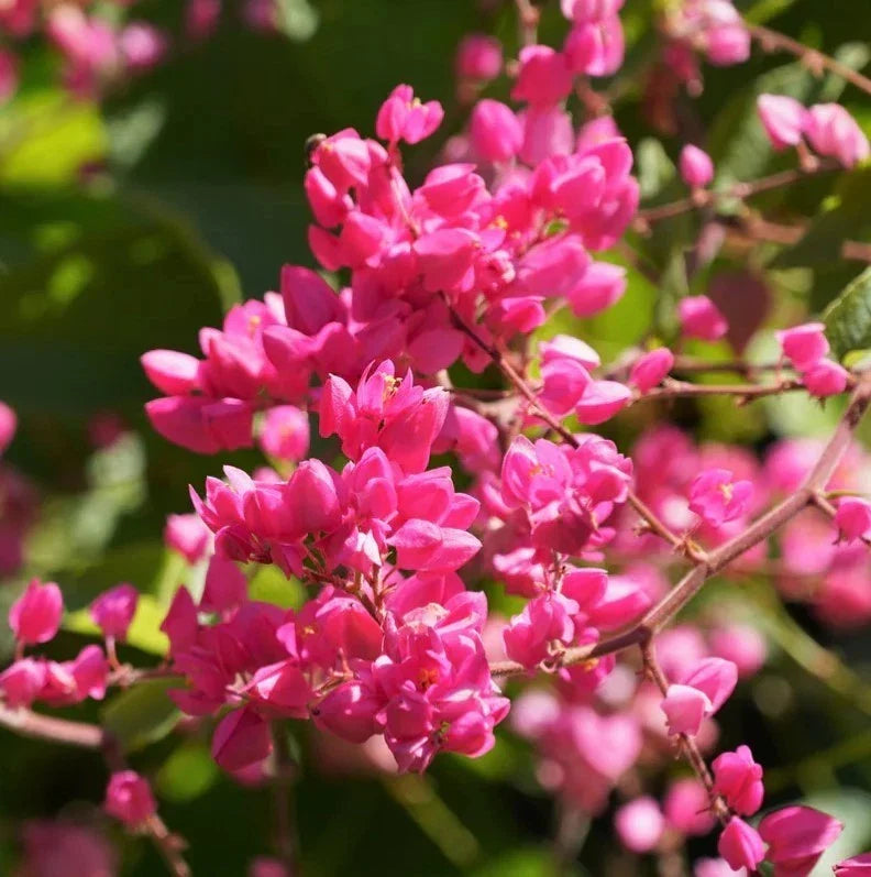Pack of 2 Live Mexican Creeper Plants - Climbing Pink Blooms - Antigonon leptopus - Perfect for Trellises & Gardens