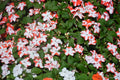 Busy Lizzy Impatiens Seeds - 100 Orange Star Flowering Plants - Impatiens walleriana - Garden & Container Gardening