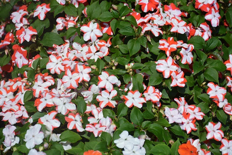 Busy Lizzy Impatiens Seeds - 100 Orange Star Flowering Plants - Impatiens walleriana - Garden & Container Gardening