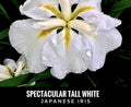 Tall White Japanese Iris Bare Root Plant - Iris ensata, Perennial Flower, Live Starter, Water Garden, Hardy, 30-36 inches