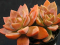 GraptoSedum California Sunset Succulent Plant 4-Inch Diameter Colorful Foliage Indoor Outdoor