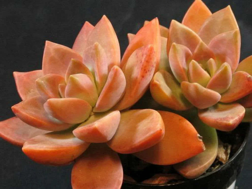GraptoSedum California Sunset Succulent Plant 4-Inch Diameter Colorful Foliage Indoor Outdoor