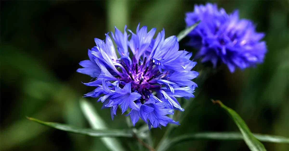 Tall Blue Cornflower Seeds, Bachelor Button, Wildflower Variety, Centaurea cyanus, Full Sun, Easy Grow, Attracts Pollinators